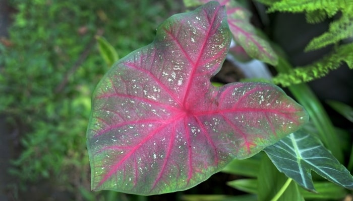 A single, large leaf of Caladium ‘Florida Cardinal’.