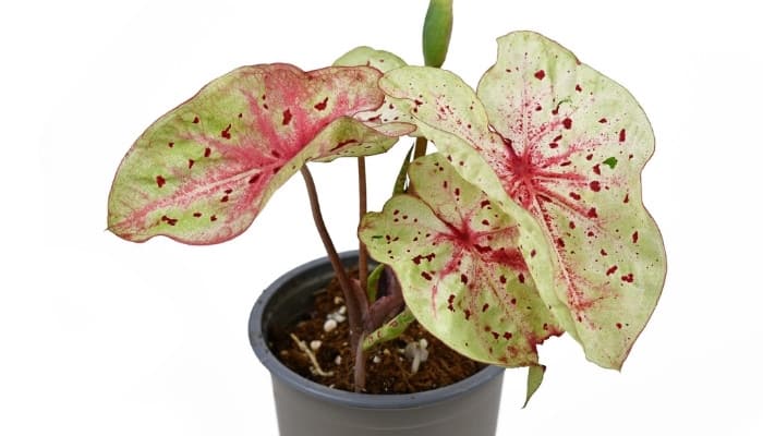 Caladium ‘Miss Muffet’ on a white background.