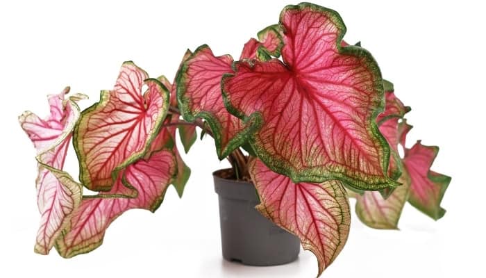 Caladium ‘Florida Sweetheart’ on white background.