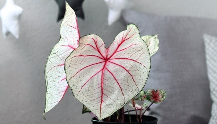 Several leave of the Caladium White Queen plant.