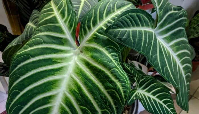 Several leaves of Caladium lindenii.