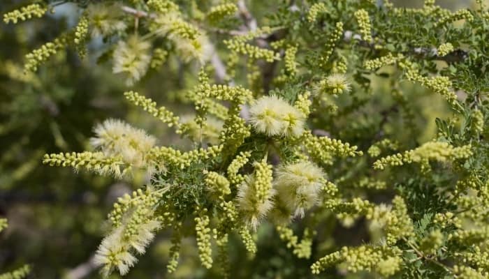 Up-close look at the branches of a cat claw acacia.