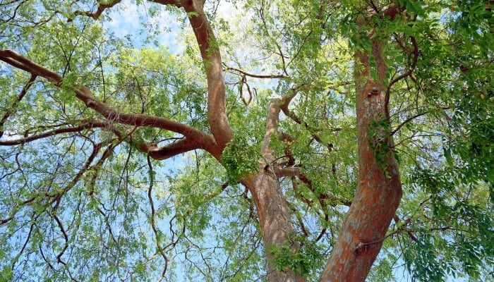 Looking up into the canopy of a very large Chinese elm tree.