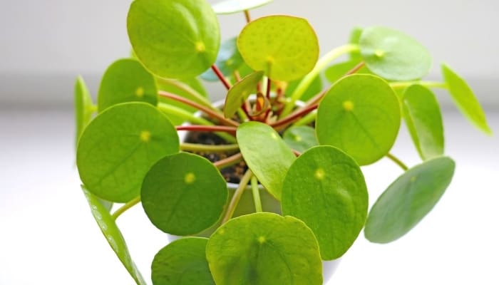 A healthy Chinese money plant up close.