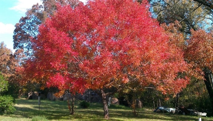 A Chinese pistache tree with lovely red fall foliage.