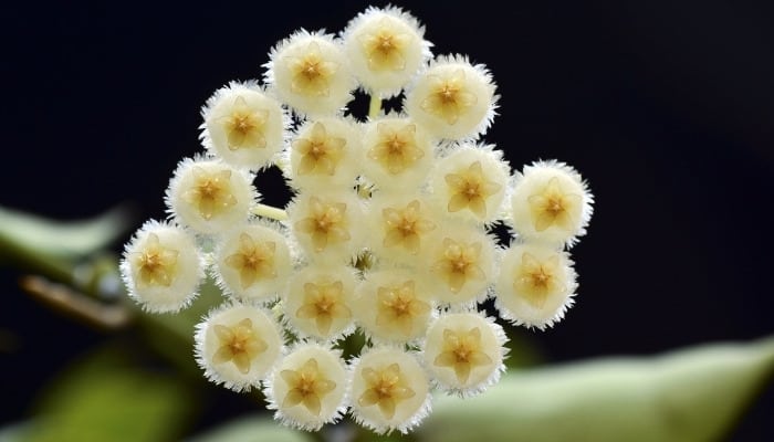 The flower of the cinnamon hoya plant.