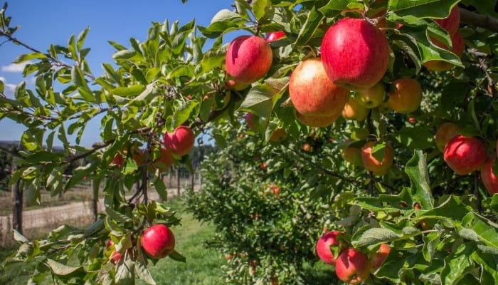 A close look at the ripening fruits of an organically grown apple tree.