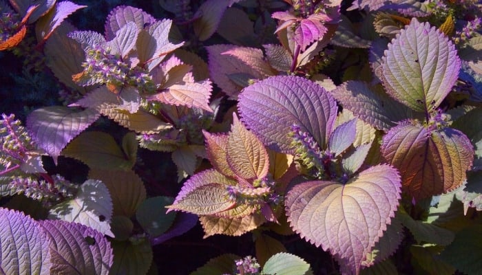 Purple leaves and flowers of common perilla.