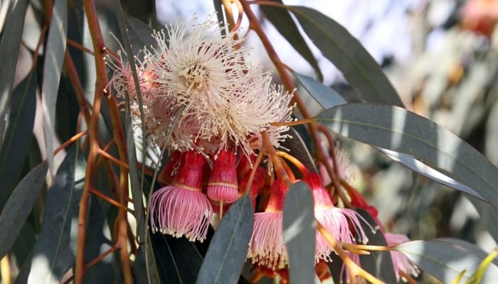 Close look at the buds, flowers, and leaves of the coral gum tree.