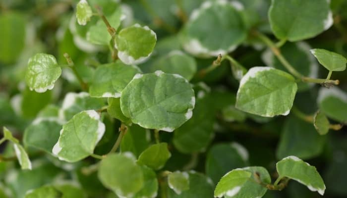 A creeping fig with white edging on the leaves.