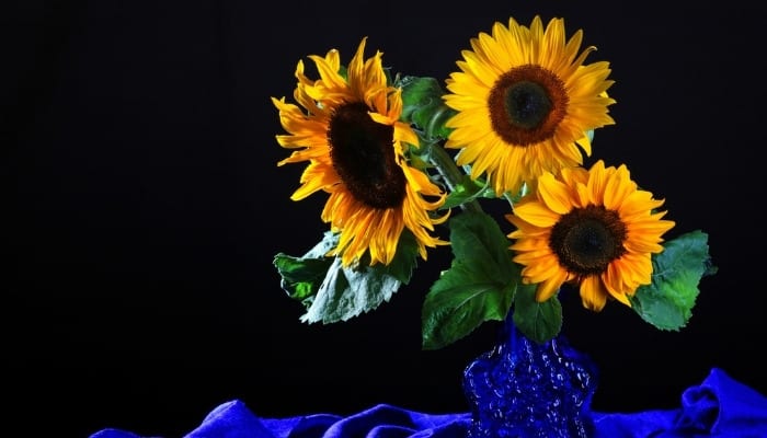 A bouquet of sunflowers in a blue vase against a black background.