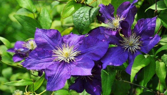 Several deep-blue clematis flowers blooming outdoors.