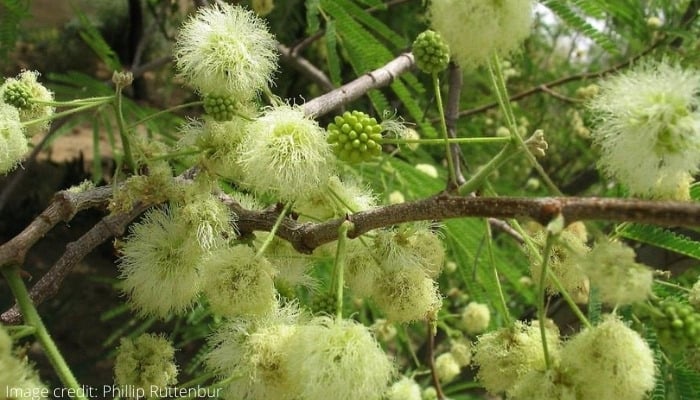 Blooms on a desert fern tree.