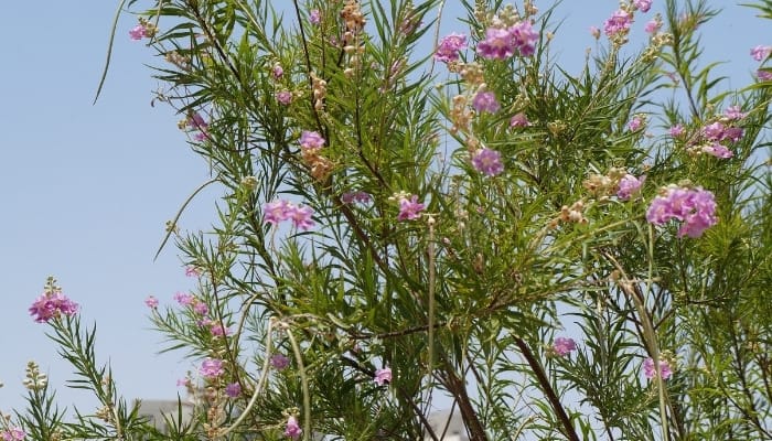 A desert willow will pretty purple flowers.