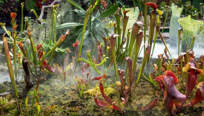 Display of Pitcher Plants Sarracenia Alata