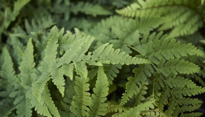 Close look at the fronds of the eastern wood fern.