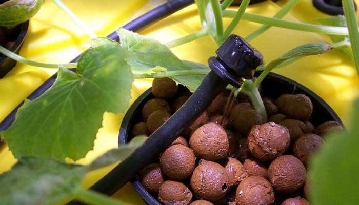 A water emitter on a small plant in a hydroponic drip system.