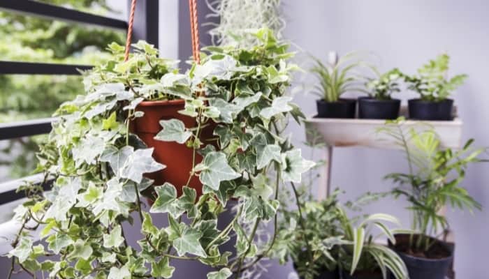 English Ivy Plant Hanging By Window