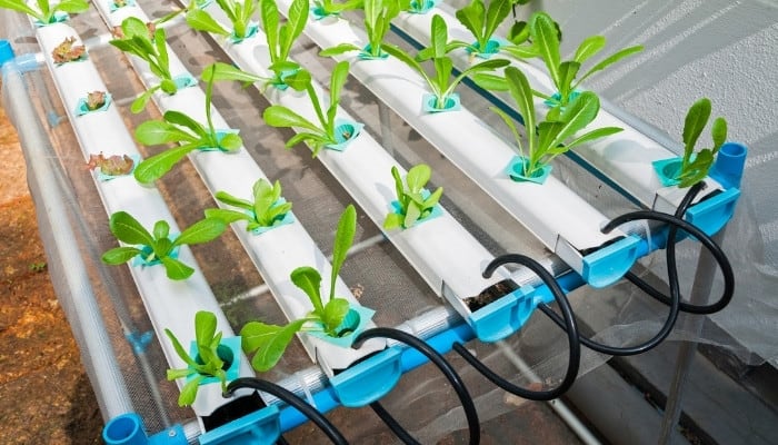 Five rows of grow trays containing hydroponic lettuce.