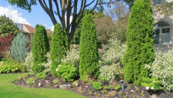 Four manicured cypress trees in a home garden.