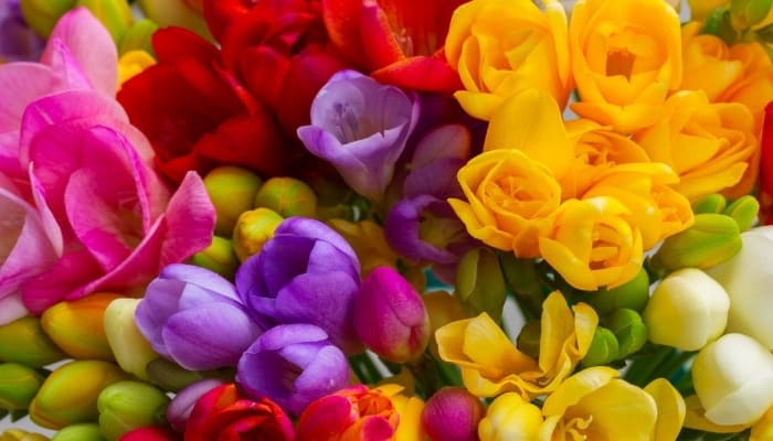 An assortment of freesia flowers in a variety of colors.