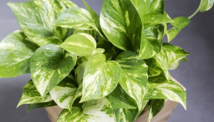 Golden Pothos in Bathroom