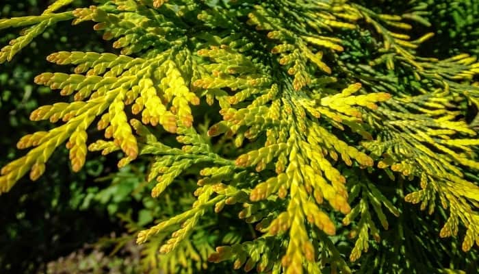 Close-up look at the branches of Golden Thuja occidentalis.