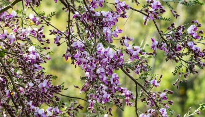 An ironwood tree sporting pretty purple blossoms.