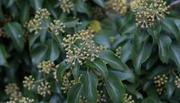 Japanese ivy with bud clusters.