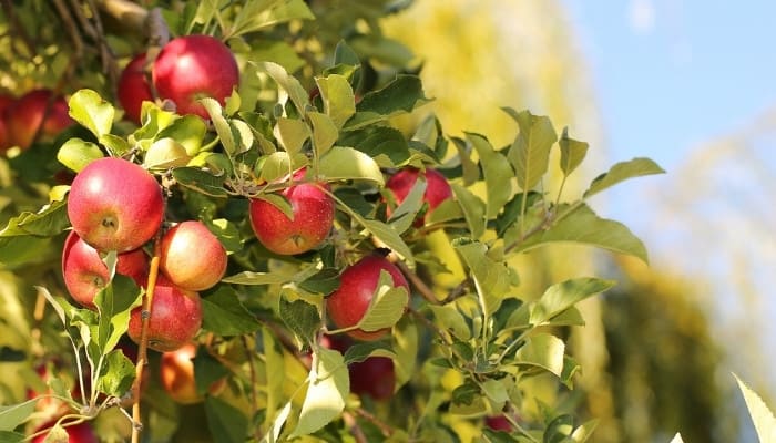 Jonathan apples ripening on the tree with blue in background.