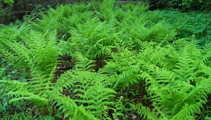 A group of lady ferns growing in the woods.