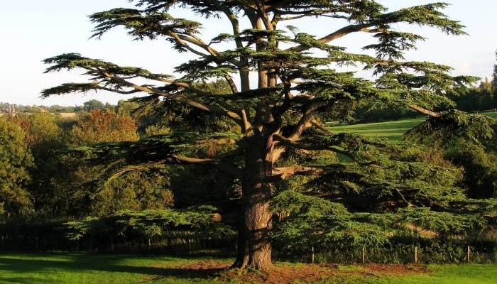 A large, old cedar tree with a ring of bare ground underneath it.