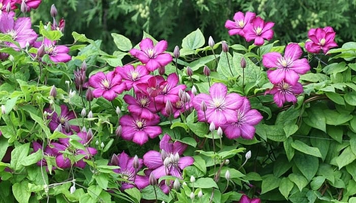 A large clematis loaded with dark-pink flowers growing along some type of fence.