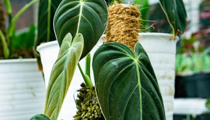 A large philodendron clinging to its moss pole for support.