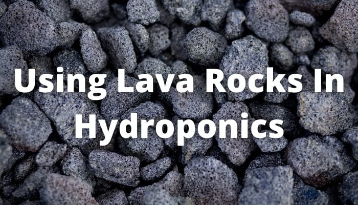 Lava Rocks for Hydroponics