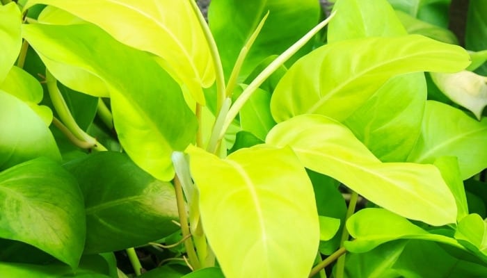 Close-up view of Lemon Lime Philodendron.