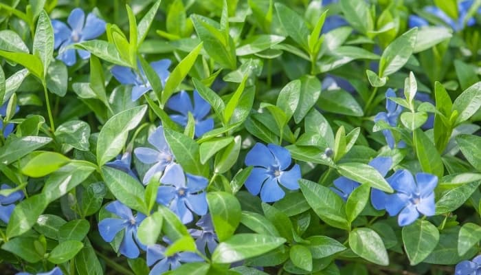 Periwinkle groundcover with light-blue flowers.