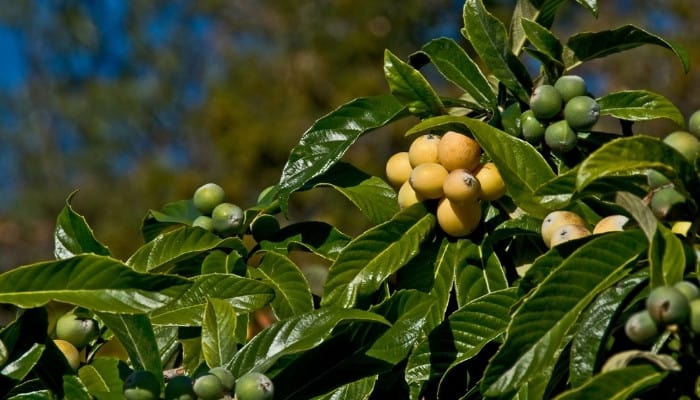 A loquat tree with fruit on a sunny day.