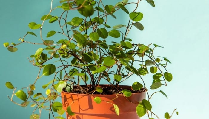 A maidenhair vine (Muehlenbeckia axillaris) in sunlight with a light-blue background.