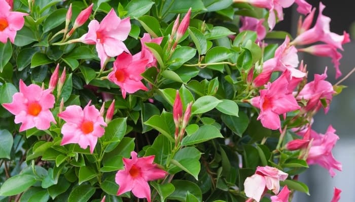 Pink blooms on a Mandevilla sanderi plant.