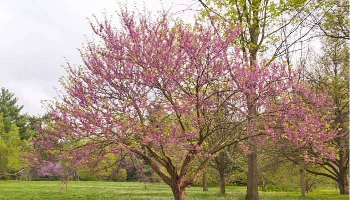 A Mexican redbud tree blooming in a field.