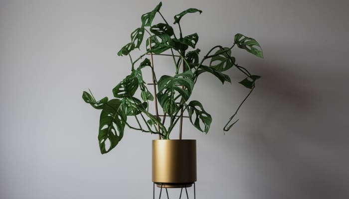 Monstera Monkey Mask Plant