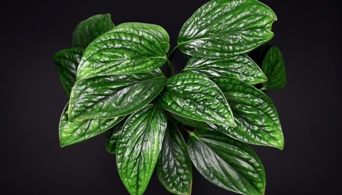 The puckered leaves of the Monstera Peru plant.