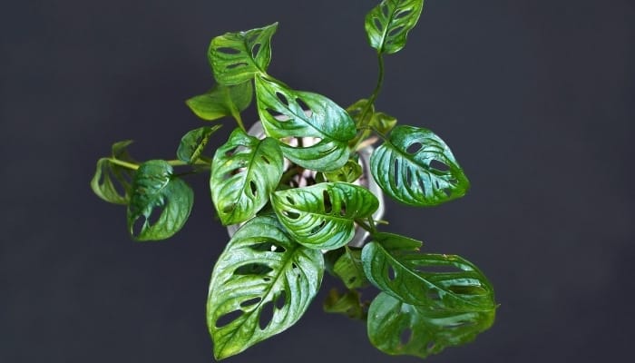 A potted Monstera adansonii viewed from above.