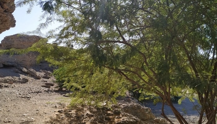 A native or velvet mesquite tree growing along a dirt path.