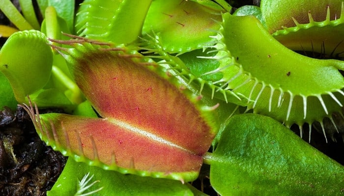 A close look at the open trap of a Venus fly trap plant.