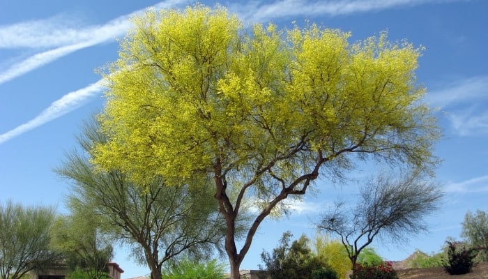 A Palo Verde tree covered with delicate yellow flowers.