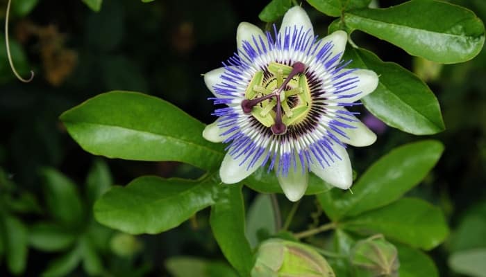 A passion flower (Passiflora caerulea) in bloom.
