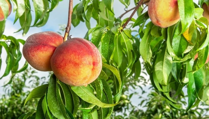 Leaf Curl in Peach Trees: Symptoms, Treatment & Prevention