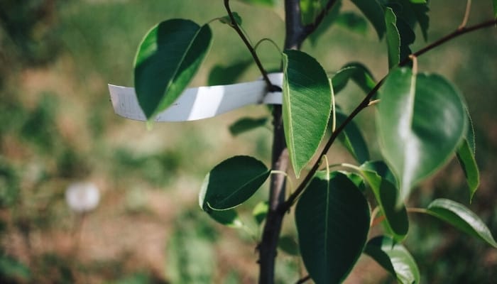 A young pear tree with the store tag still attached.